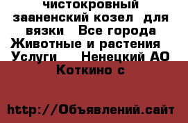 чистокровный зааненский козел  для вязки - Все города Животные и растения » Услуги   . Ненецкий АО,Коткино с.